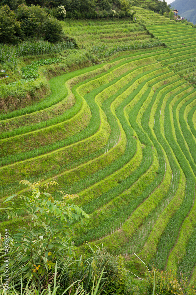 rizières en terrasse de Chine