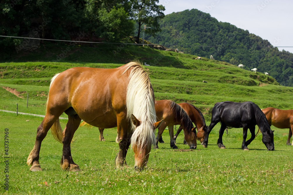 horse on the green meadow