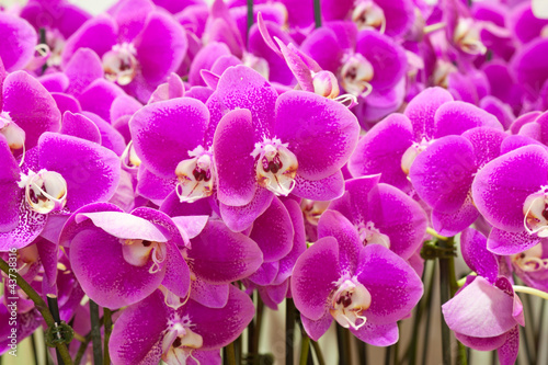Fototapeta Naklejka Na Ścianę i Meble -  orchidées Phalaenopsis
