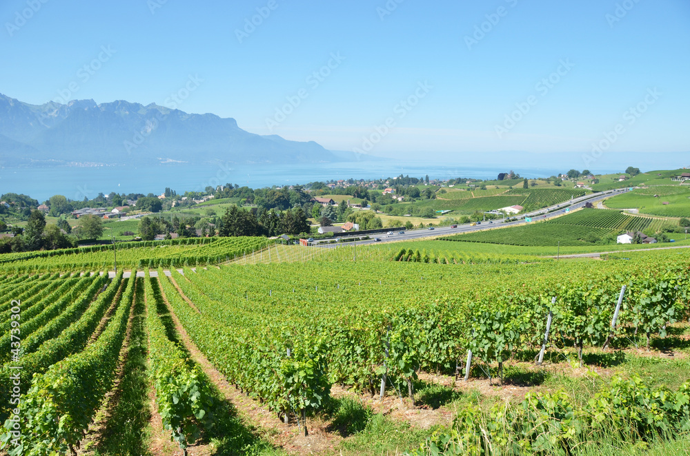 Vineyards at Geneva lake, Switzerland