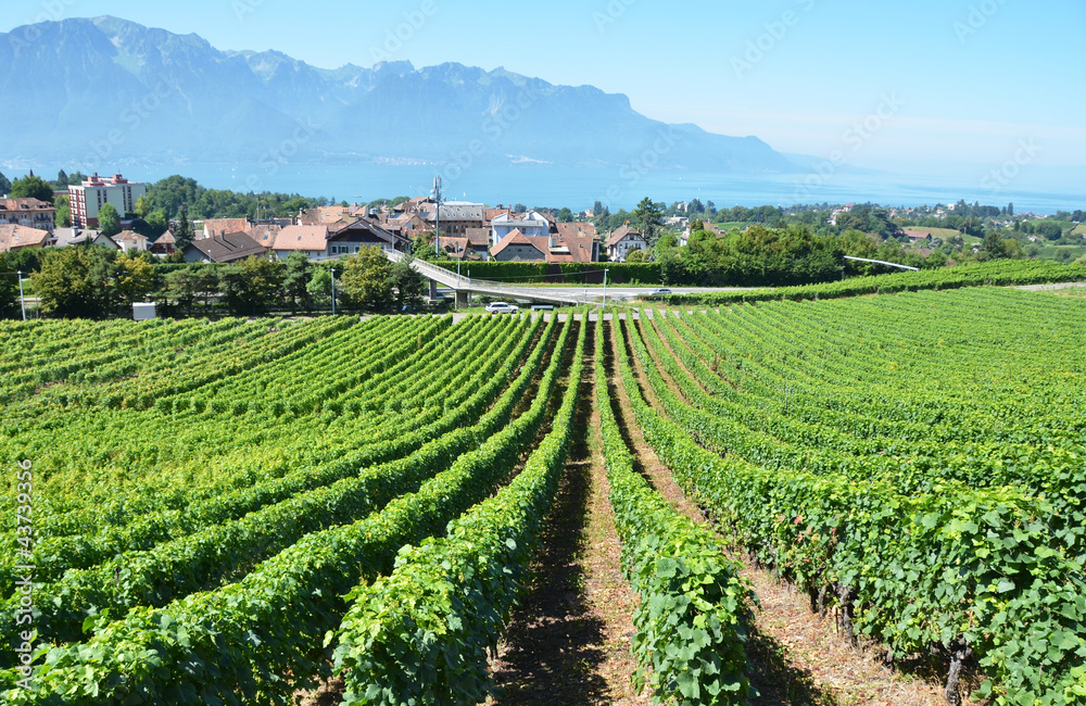 Vineyards near Montreux, Switzerland