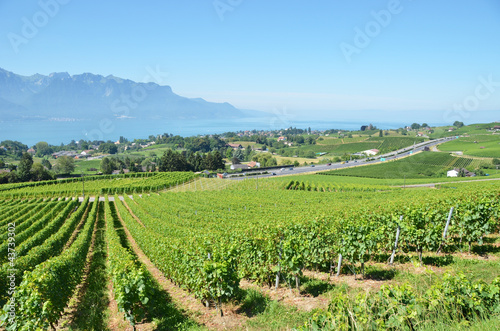 Vineyards at Geneva lake  Switzerland