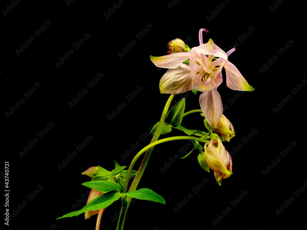 pink columbine - aquilegia flowers