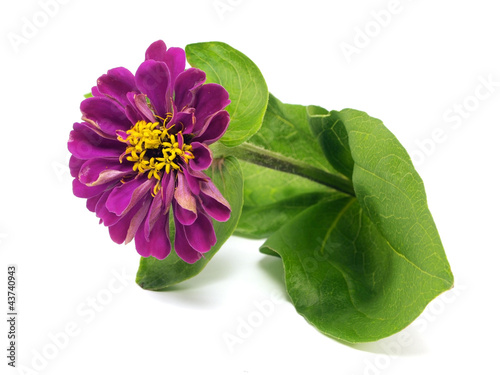 Zinnia flower