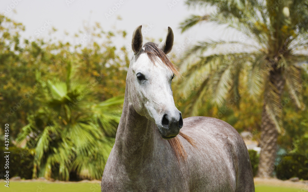 Arabian Horse on a pasture
