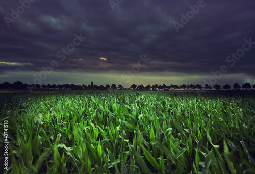 night cornfield Fototapet