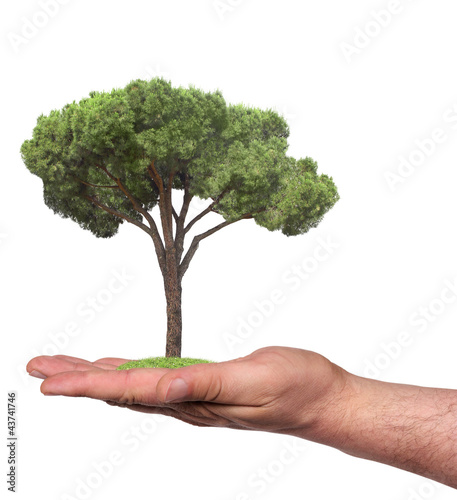 tree in a hand, isolated