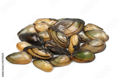 Fresh clams River