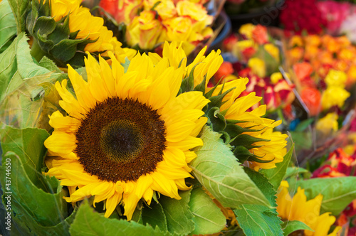 Sonnenblumen, Blumenmarkt, Sommerblumen photo