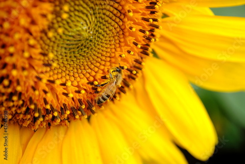 Sunflower with a Bee