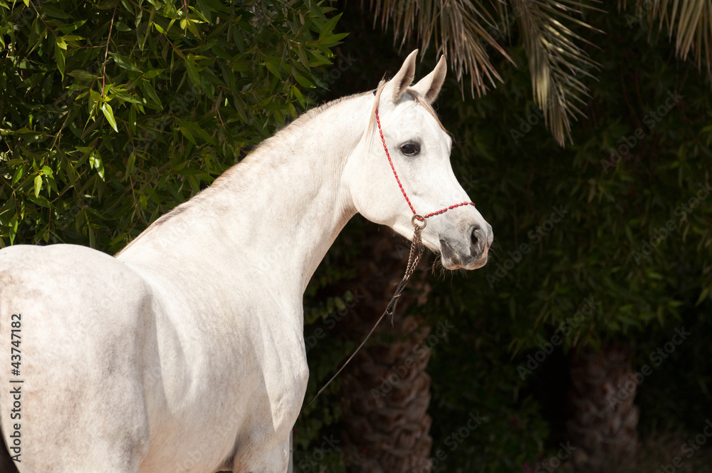 Arabian Horse on a pasture