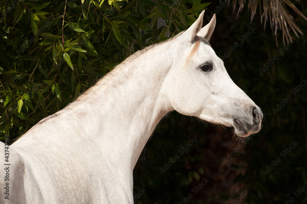 Arabian Horse on a pasture