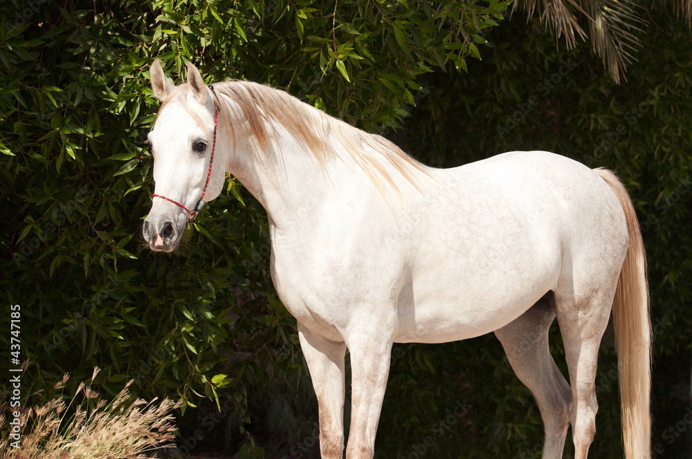 Arabian Horse on a pasture