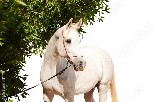 Obraz na płótnie White Arabian Horse on a pasture isolated w salonie