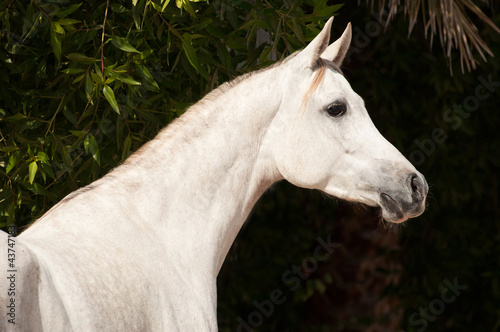 Obraz na płótnie Arabian Horse on a pasture w salonie