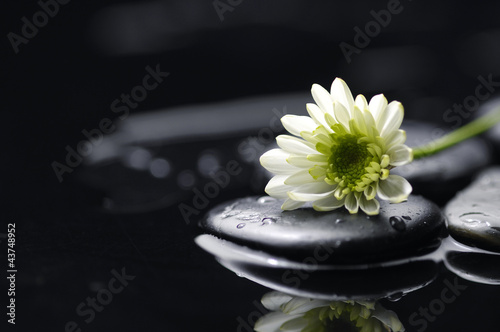 Still life with white chrysanthemum flowers and zen stones