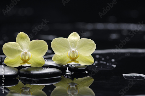 Beautiful two orchid flower with stone reflection