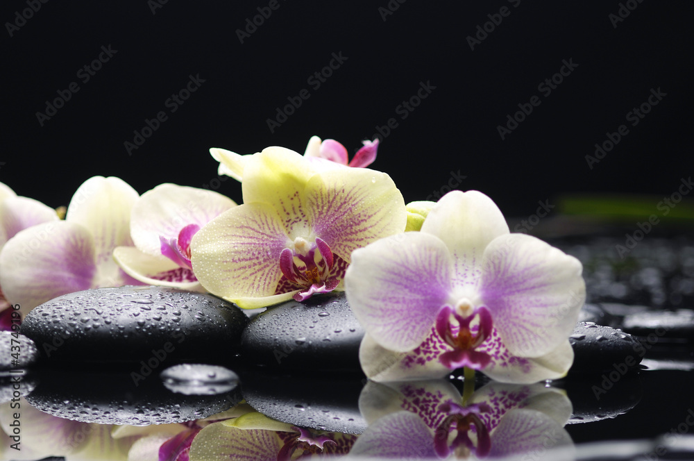 beautiful set of gorgeous orchid on stones reflection beautiful set of gorgeous orchid on stones reflection