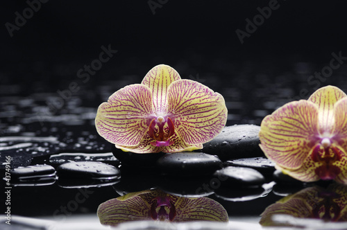 Spa still life with gorgeous orchid and black stones reflection