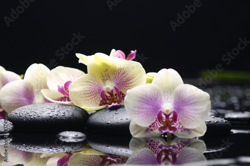 beautiful set of gorgeous orchid on stones reflection