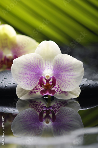 Two gorgeous orchid with palm leaf and zen stone
