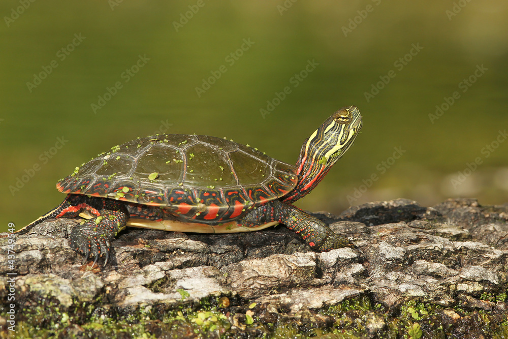 Midland Painted Turtle (Chrysemys picta marginata) on a Log Midland Painted Turtle (Chrysemys picta marginata) on a Log