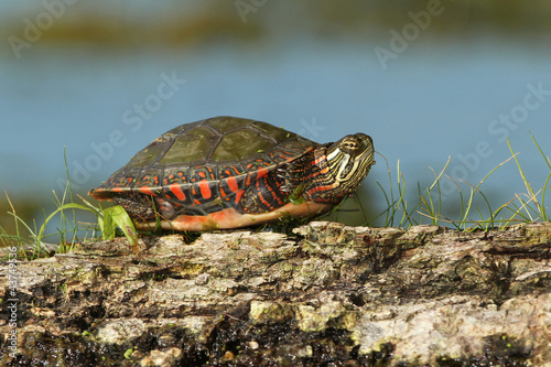 Midland Painted Turtle (Chrysemys picta marginata) on a Log
