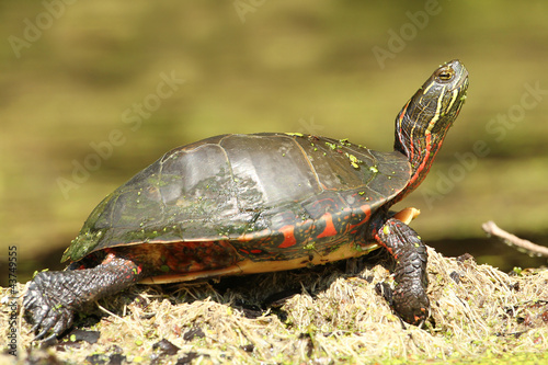 Painted Turtle (Chrysemys picta marginata) Basking in the Sun
