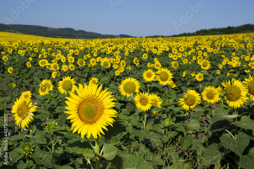 Sunflower field