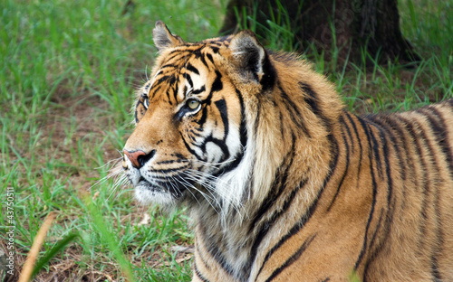 sumatran tiger