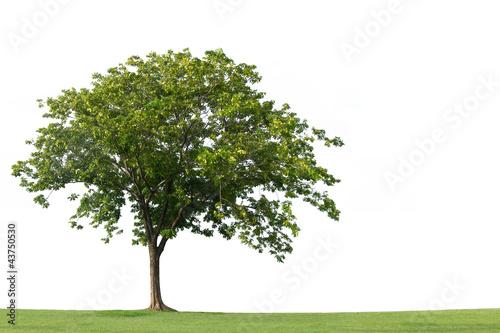 Tree and green grass isolated on the white backgrounds