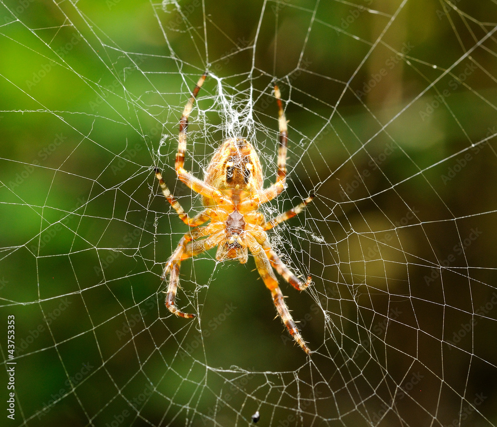 Macro shot of small spider. Macro shot of small spider.