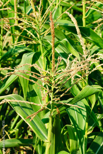 Fototapeta Naklejka Na Ścianę i Meble -  Corn Field   close-up  as  background