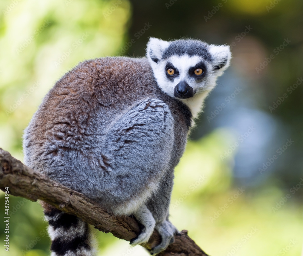 Obraz premium Ring-tailed lemur