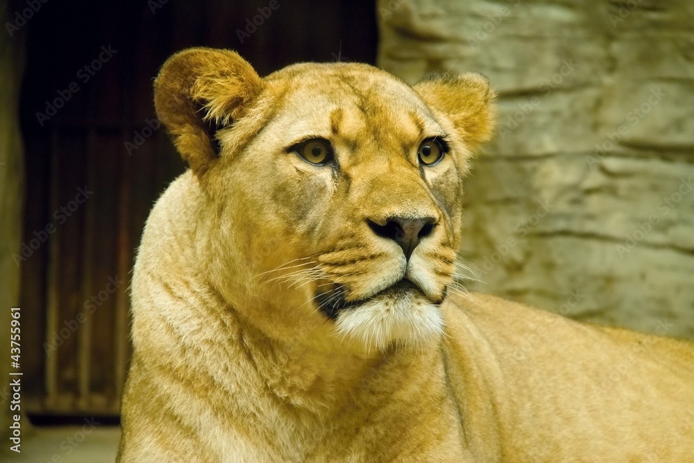 Obraz premium Lioness looking at camera
