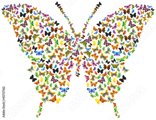 Butterfly of butterflies