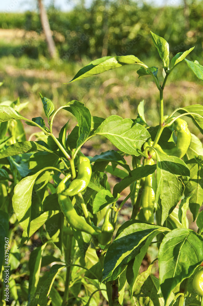 Green pepper Green pepper