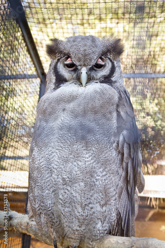 Verraux’s Eagle-Owl photo