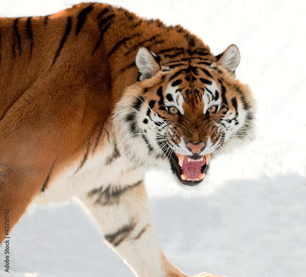 Obraz premium Siberian Tiger Growling