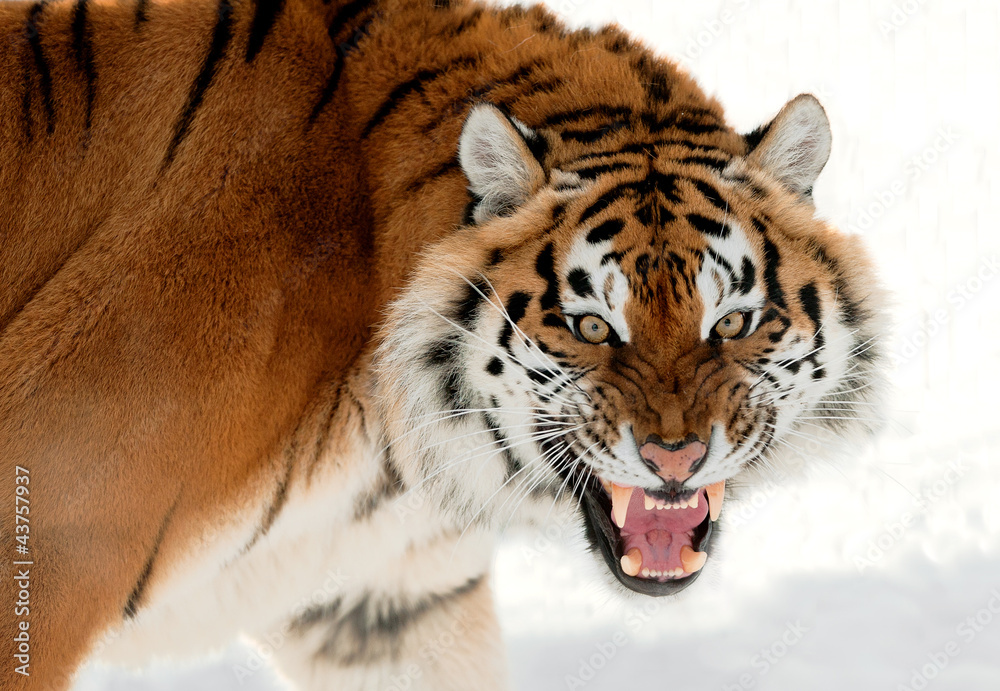 Obraz premium Siberian Tiger Growling