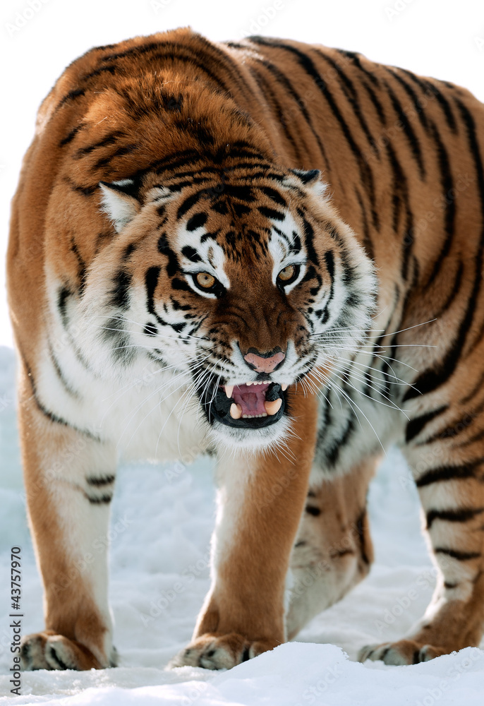 Obraz premium Siberian Tiger Growling