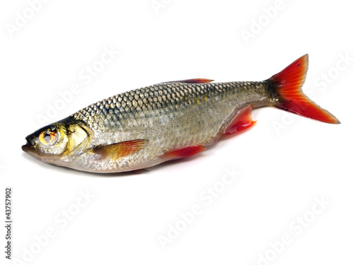 rudd (Scardinius erythrophthalmus) photo