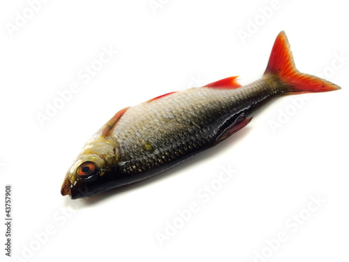 rudd (Scardinius erythrophthalmus) photo