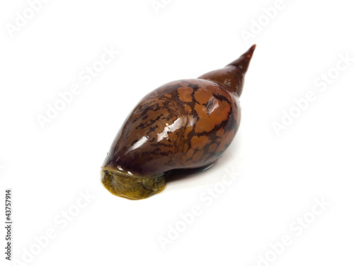 Konstfotografi great pond snail (Lymnaea stagnalis)