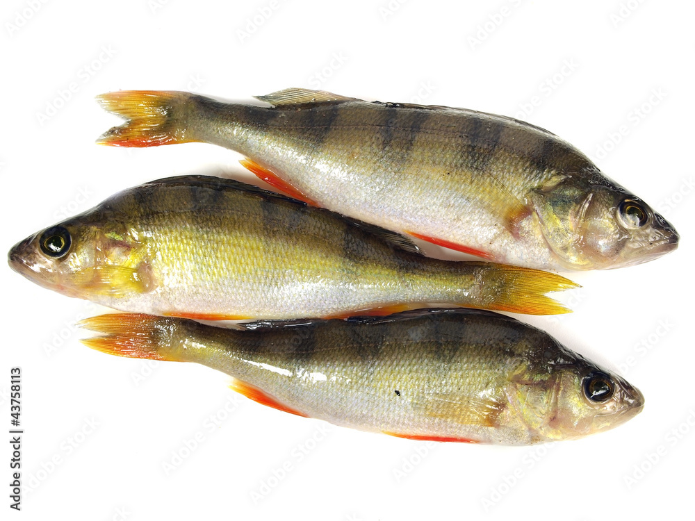 river perch river perch