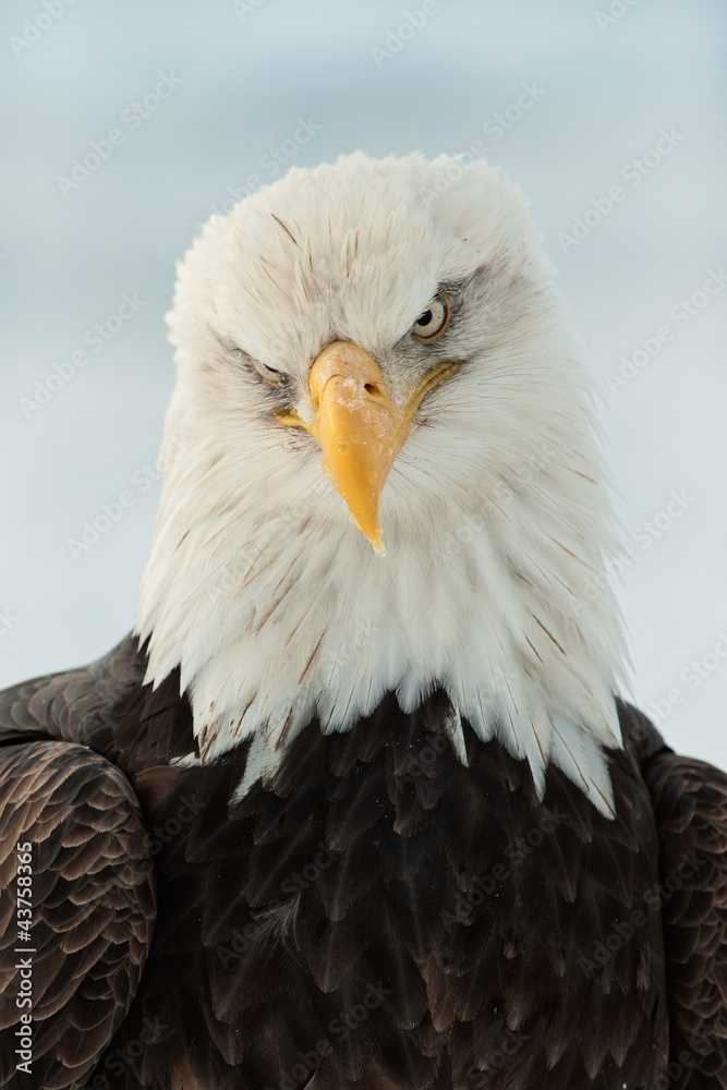 Fototapeta premium Close up Portrait of a Bald Eagle