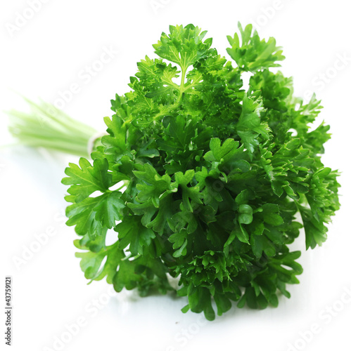Herb Series - Parsley photo