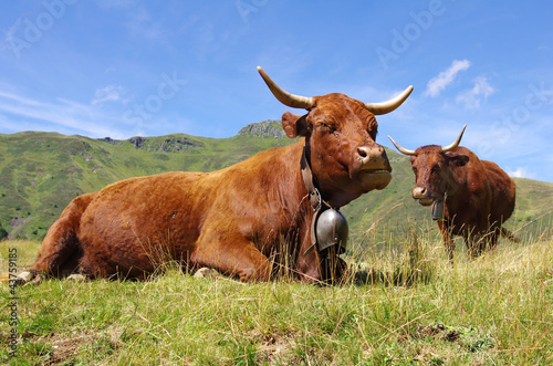 Canvas Print Vaches salers dans les montagnes cantaliennes