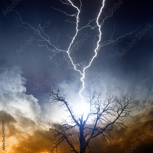 Tree struck by lightning