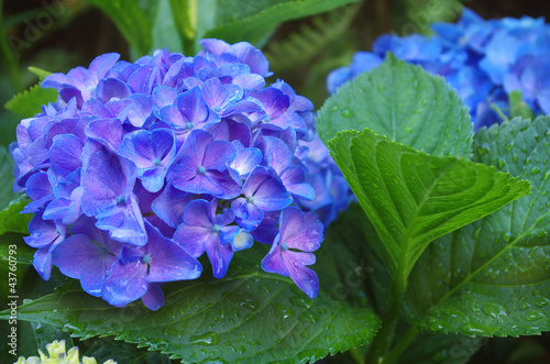 Fototapeta Naklejka Na Ścianę i Meble -  Fleurs d’Hortensia